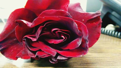 Close-up of red rose