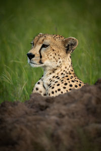 Close-up of cub