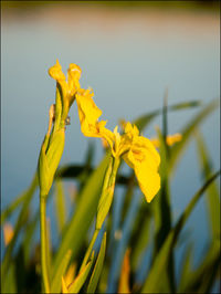 Close-up of yellow flowering plant