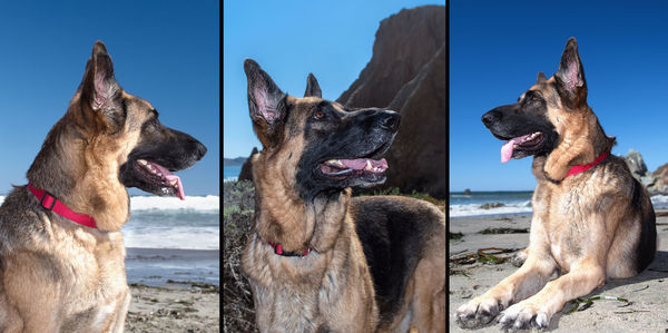 View of dogs against sky