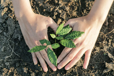 High angle view of man holding plant