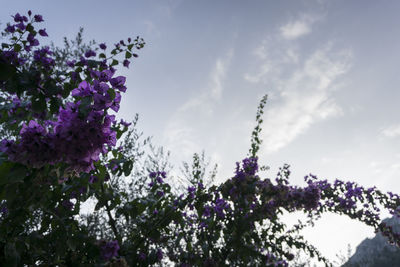 Low angle view of purple flowers blooming on tree