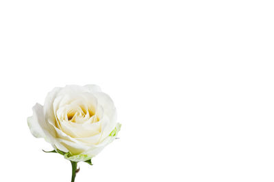 Close-up of rose against white background