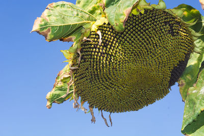 Close-up of fresh fruits on tree against sky