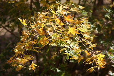 Close-up of yellow maple leaves on tree