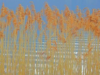 Low angle view of plants on field against sky