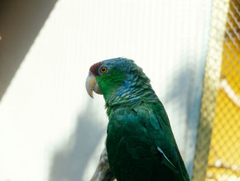 Close-up of parrot in cage