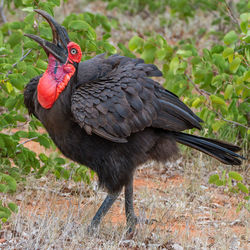 Southern ground hornbill eating