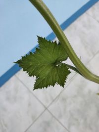 High angle view of plant against tree