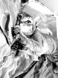 Close-up of cat on bed