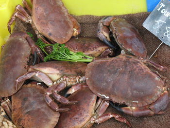 High angle view of fish in container