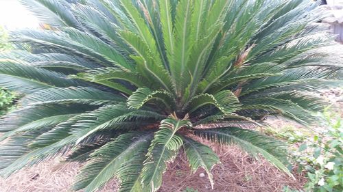 Close-up of palm tree