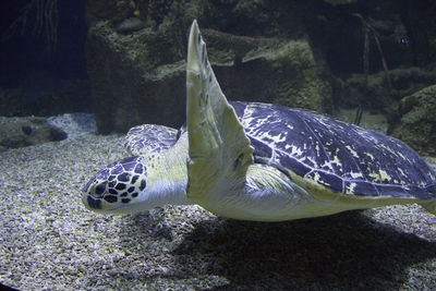 Close-up of turtle swimming in aquarium