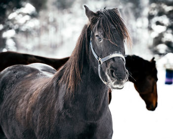 Close-up of horse in ranch