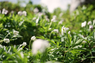 Close-up of white flowering plants on field