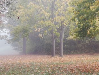 Trees on field during autumn