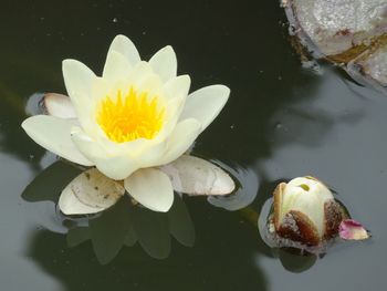 Close-up of lotus water lily in pond