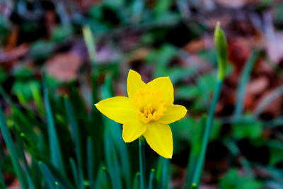 Close-up of yellow flowering plant