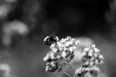 Close-up of honey bee on flowering plant