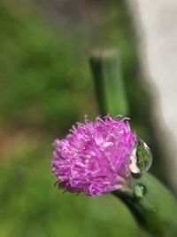 Close-up of flower blooming outdoors