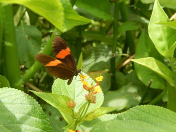 Close-up of butterfly pollinating on plant