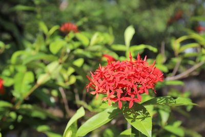 Close-up of red flowering plant