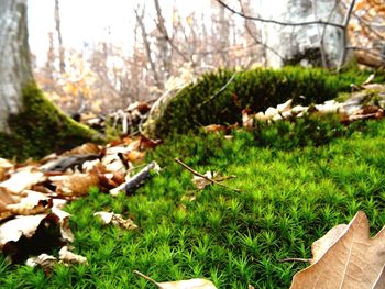 Close-up of mushrooms on field in forest