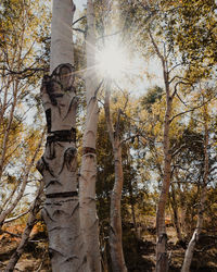 Low angle view of sunlight streaming through trees in forest