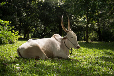 Dog relaxing on grassy field