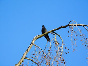 Low angle view of bird perching on branch against clear blue sky