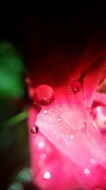 Close-up of water drops on pink flower