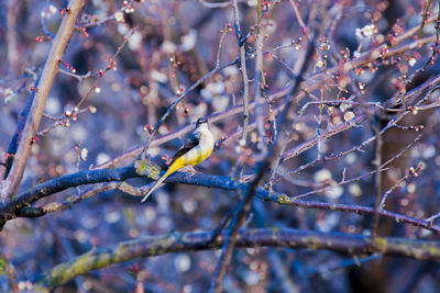 Bird perching on branch