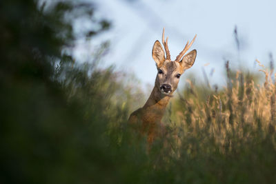 Portrait of deer