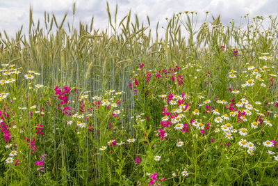 Flowering plants on field against sky