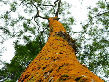 Low angle view of tree against sky