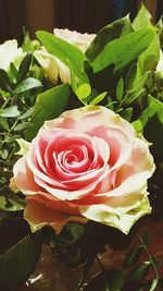 Close-up of rose bouquet