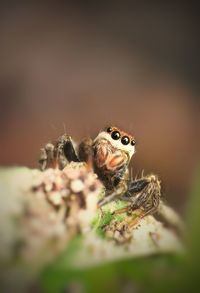 Close-up of spider