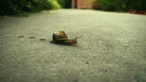 Close-up of snail on white surface