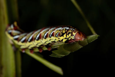 Close-up of butterfly on leaf