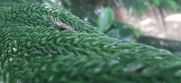 Close-up of raindrops on leaf