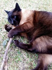 Side view of a cat on field