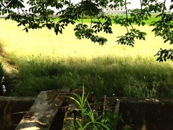 Plants growing on field