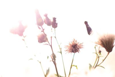 Close-up of flowers against sky