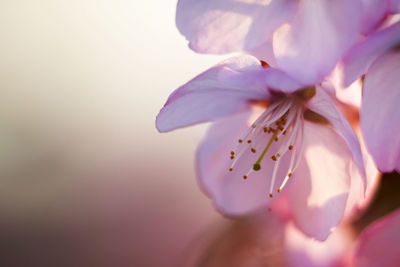 Close-up of pink cherry blossom