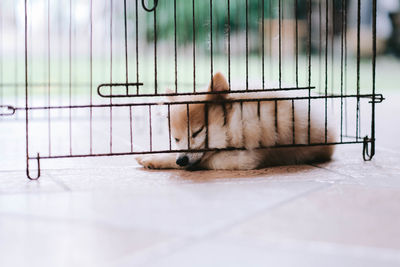 Cat sitting in cage