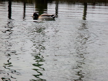 Bird flying over lake