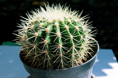 Close-up of cactus growing in pot