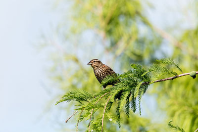 Low angle view of bird perching on tree