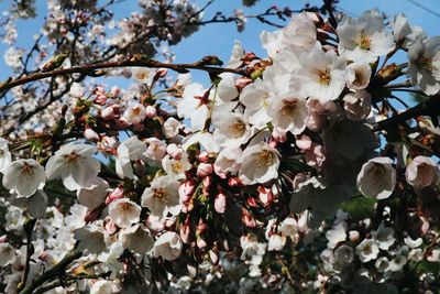 Close-up of white flowers blooming on tree