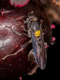 Close-up of insect